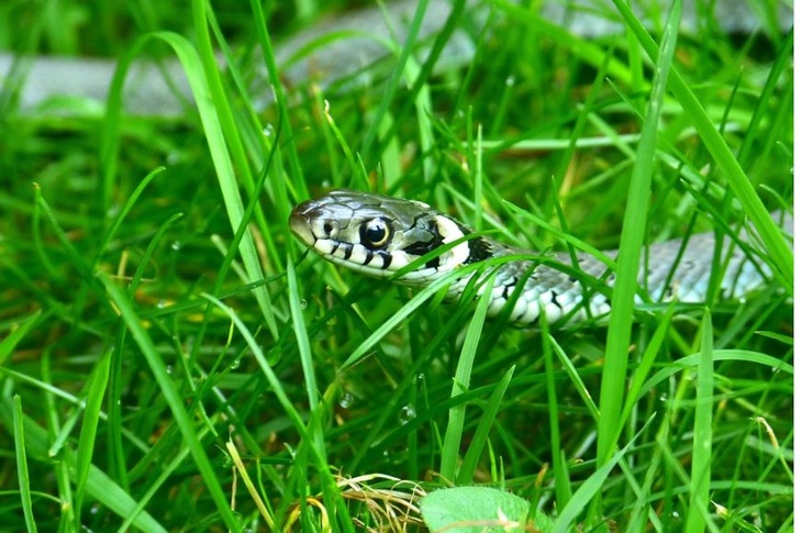 Змея в траве