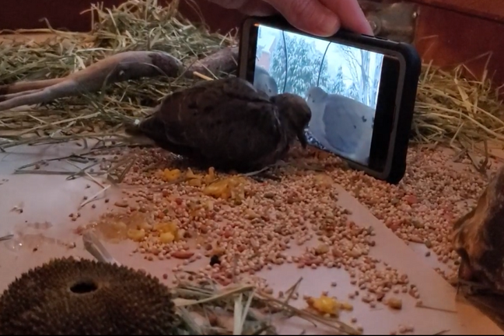 Спасенного голубя научили есть с помощью видеоуроков