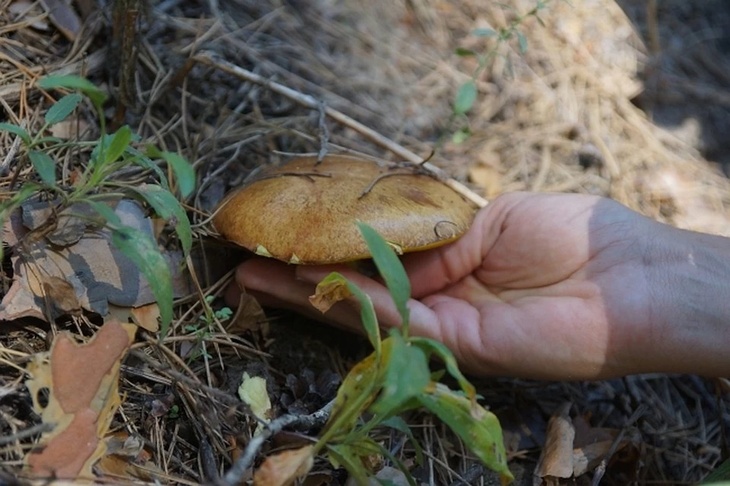 Удивительные факты из жизни грибов