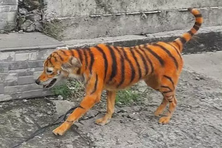 Зоозащитники ищут «художника», расписавшего бездомного пса под тигра