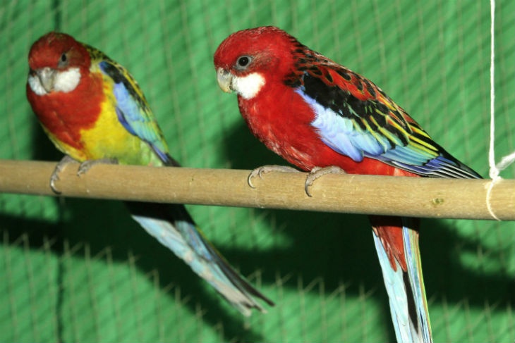 В британском зоопарке отстранили от «работы» матерящихся попугаев