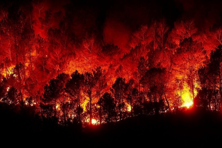 20 домов в огне: лесной пожар в Ростовской области перекинулся на дачи