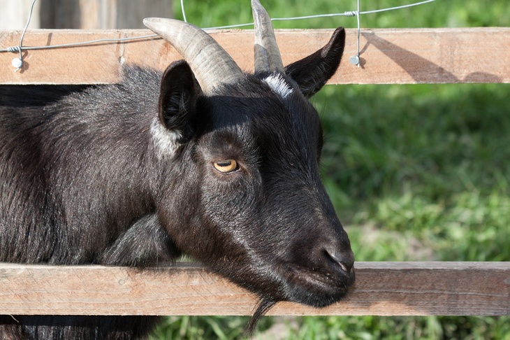 Копытный террор: черный козел держит в страхе целый поселок