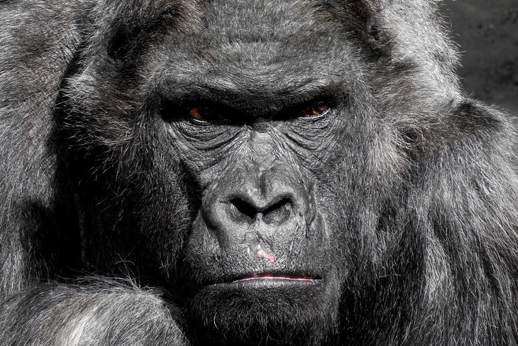 Беречь и лелеять: зоопарк ищет хранителя приматов