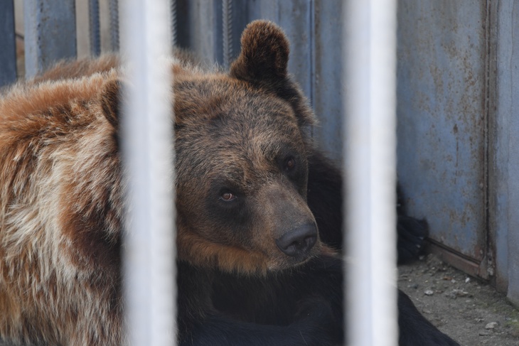  Взбешенный медведь напал на россиянку в зоопарке