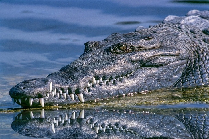 Браконьер в шоке, рептилия в анабиозе: в Сибири поймали крокодила