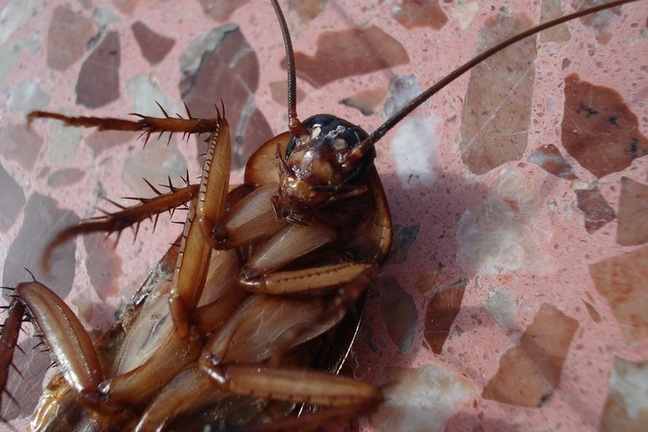 В Крыму решили вывести тараканов и случайно отравили детей
