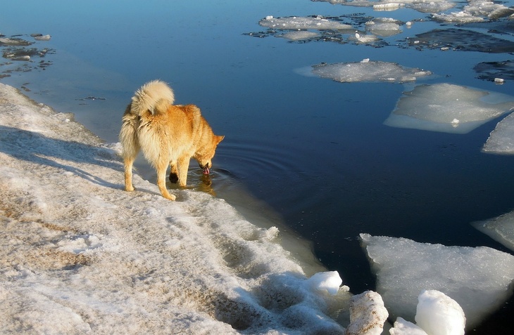 Нижнетагильцы спасли упавшую под лед осиротевшую собаку
