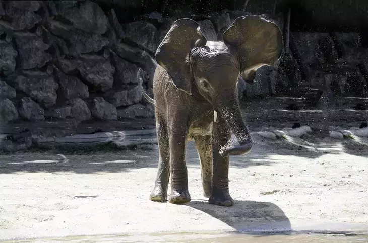 «Сохраняйте спокойствие»: фото виноватого слоненка попало в Сеть