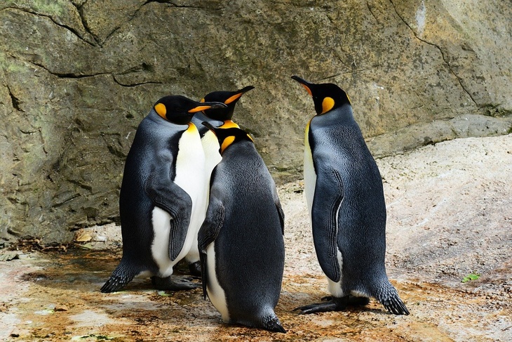 «Улыбаемся и машем!»: пингвины Московского зоопарка переезжают