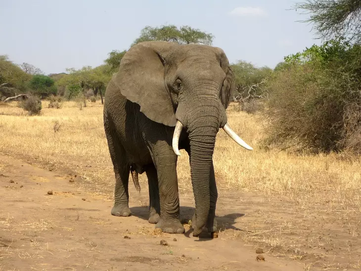 «Самый одинокий в мире слон» возвращается из зоопарка в природу