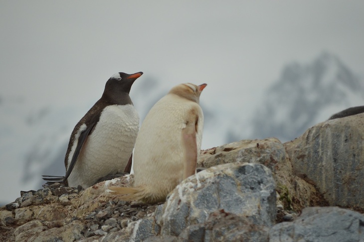 Первый в мире: белоснежного пингвина удалось снять на видео