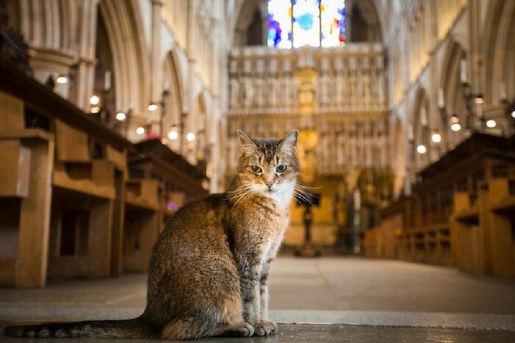 Она была знакома с королевой: как бродячая кошка стала символом собора