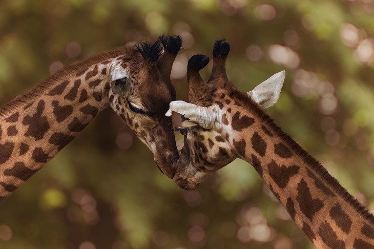 Завести жирафа: Московский зоопарк объявил акцию «Опека в подарок»