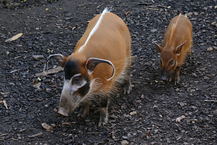 Свинки в одеялах: кистеухих кабанов в зоопарке поздравили с Рождеством
