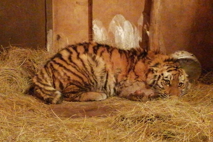 «Его жизнь висела на волоске»: в Приморье ветеринары спасли раненого тигренка