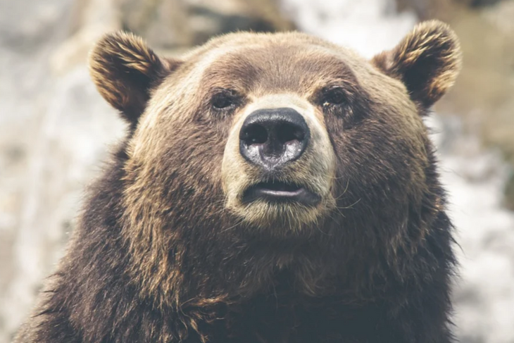 Не вовремя: медведь-шатун разгромил столовую в Сибири
