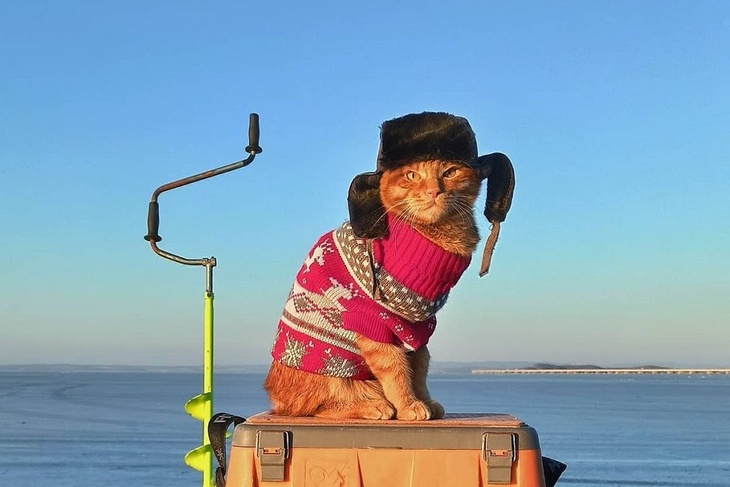 «Кивает, когда клюет»: в Приморье на рыбалку ходит кот в ушанке