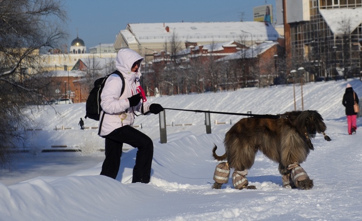 Российские кинологи предупредили о риске зимних прогулок с собаками