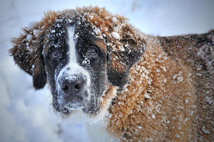 «Серьезные последствия для здоровья»: россиян призвали не выгуливать собак на льду водоемов