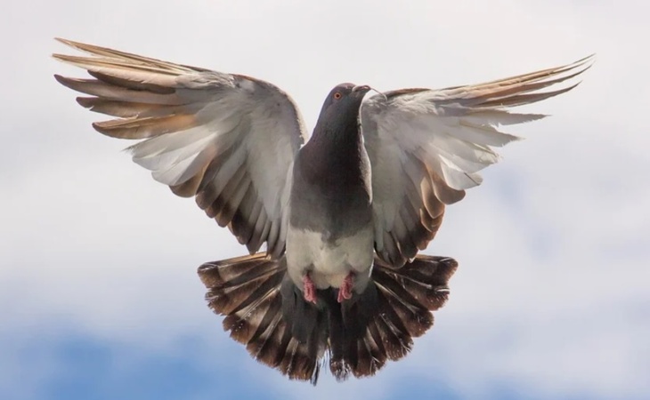 В Австралии могут убить голубя, названного в честь Джо Байдена