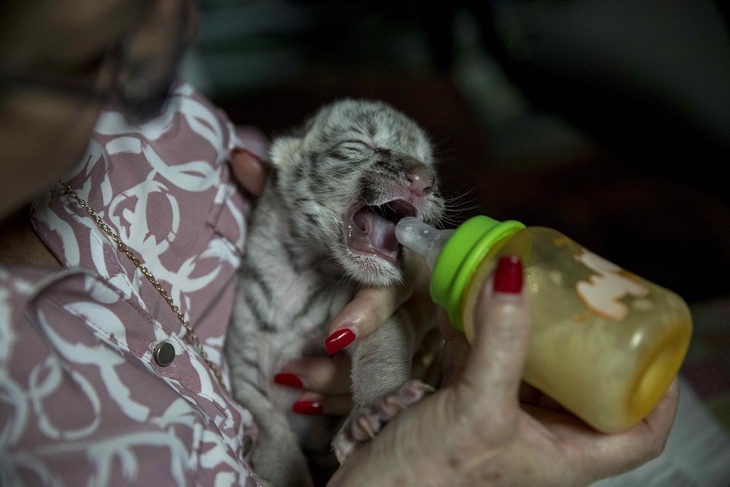 В природе таких больше нет: в зоопарке родилась белая бенгальская тигрица