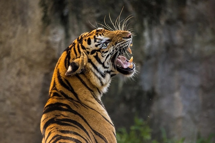 Тигр загрыз кормившего его работника зоопарка