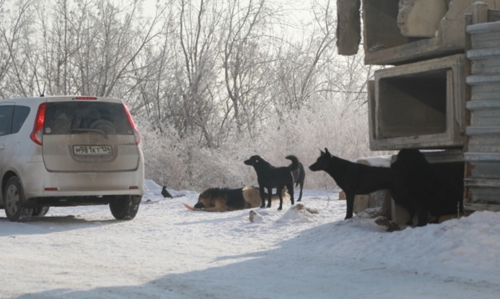 Жириновский о бродячих собаках: «Их нельзя вернуть в нормальное состояние»