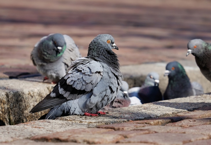 «Любовь и голуби-2»: житель уральского города сделал из своей однушки голубятник
