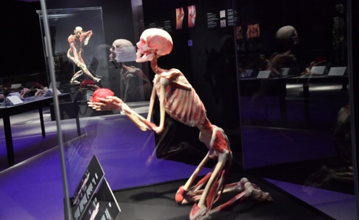 Искусствовед о выставке «Мир тела»: «Один из вариантов анатомического театра»
