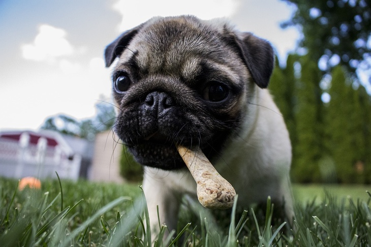 «Противоречит физиологии»: ветеринар объяснил, почему собак нельзя переводить на вегетарианство