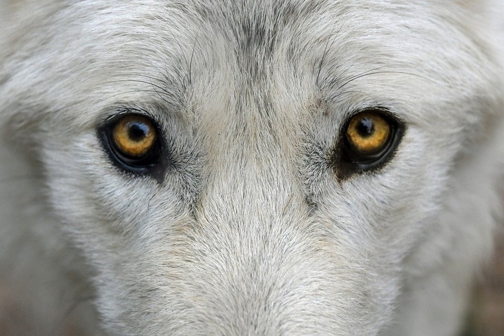 «С позором»: депутата, жестоко убившего волка на охоте, выгонят из партии