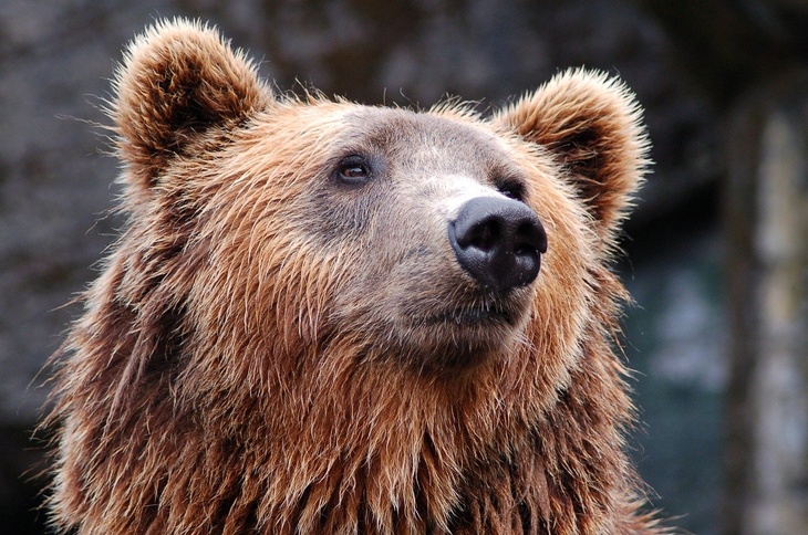 Убил не того: принца Лихтенштейна обвинили в гибели самого большого медведя Европы