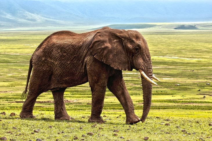 В США слониха судится с зоопарком, в котором живет больше 40 лет