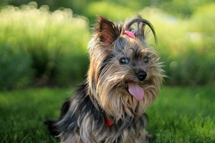 Хвостатый нянь: ветеринар назвал породы собак, которые подойдут семьям с маленькими детьми