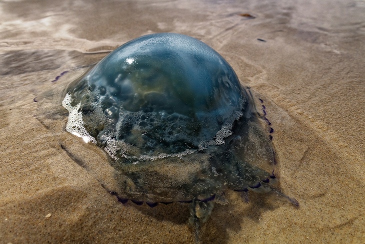 Биолог рассказал, почему на пляже Азовского моря появилось столько медуз
