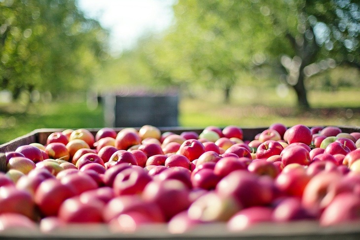 Диетолог объяснила недостатки недозрелых яблок