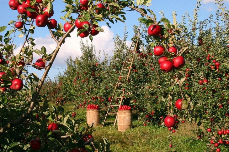 Садоводы объяснили, почему в России подорожали яблоки