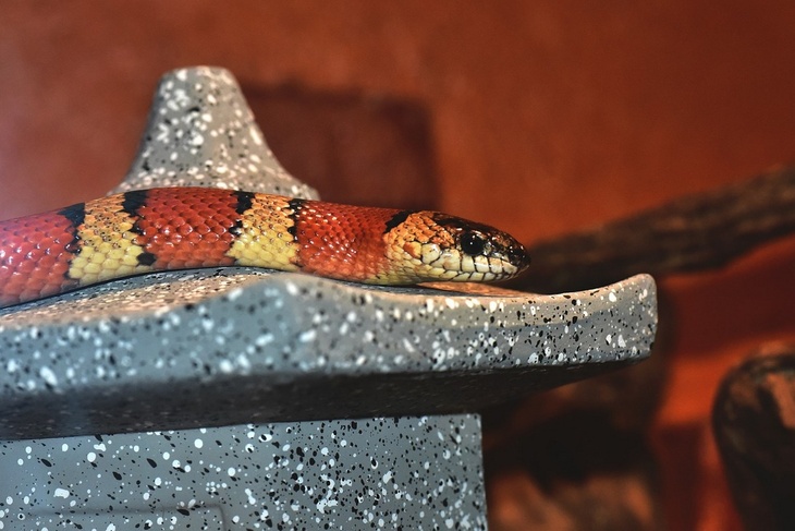 Змея напала на 5-летнюю девочку в контактном зоопарке