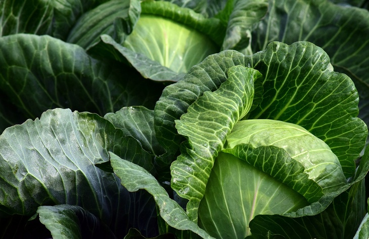 Диетолог назвала самый простой овощ для долголетия и борьбы с раком
