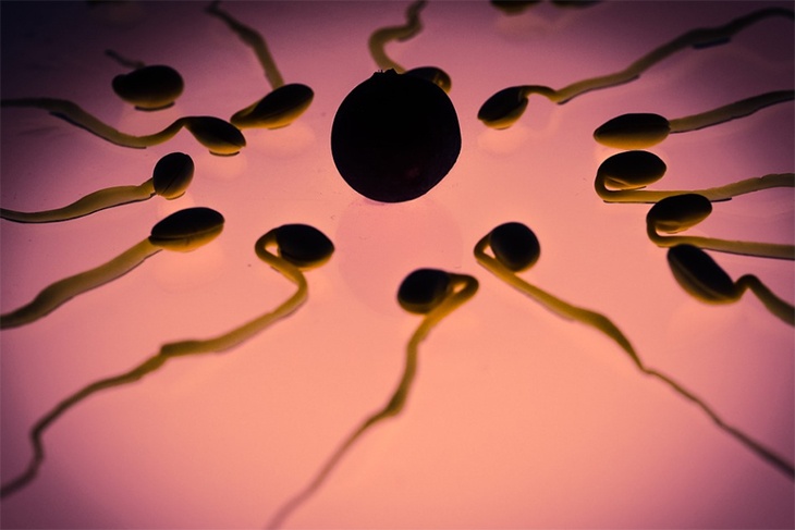 «Хвост сперматозоида крутится, как пропеллер»: Малышева назвала продукты для улучшения потенции