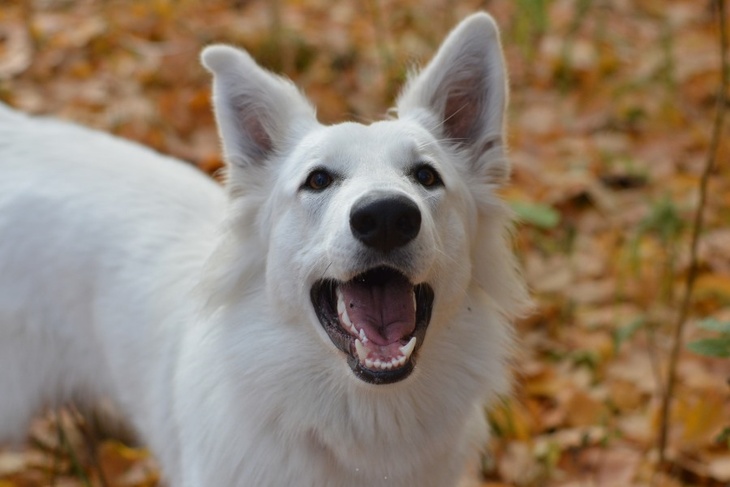 6 ноября: какой праздник, что нельзя делать, почему запрещено отгонять белую собаку