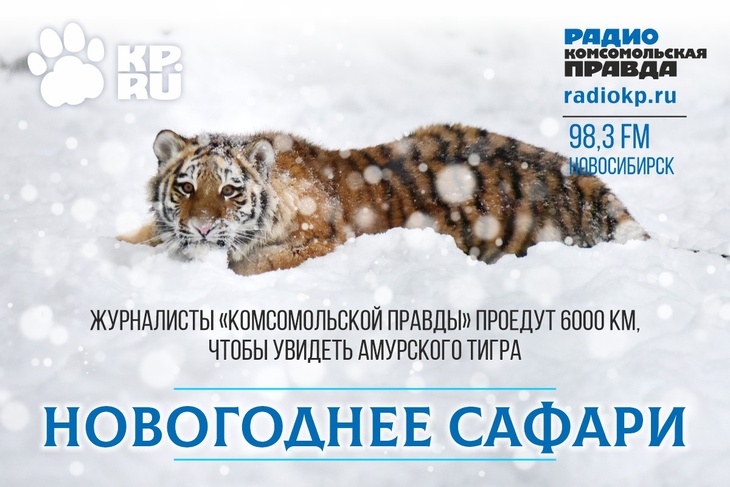 Журналисты «Комсомольской правды» едут во Владивосток, чтобы увидеть амурского тигра