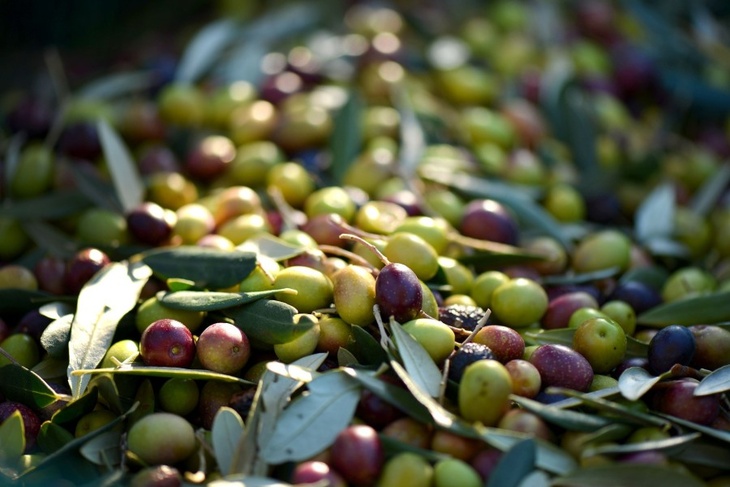 Обостряют панкреатит: нутрициолог рассказала, кому нельзя есть оливки