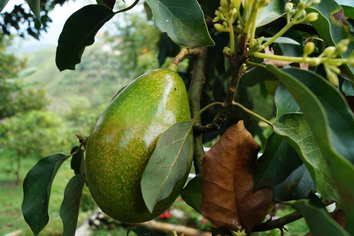 Диетолог: авокадо помогает победить пристрастие к фастфуду