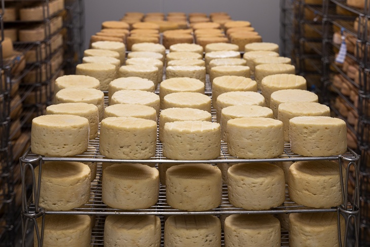 Нутрициолог объяснила, как выбирать сыр, чтобы не навредить здоровью