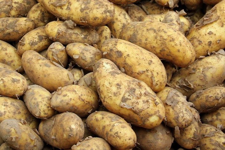 Придется выращивать свою: аграрии предупредили о возможном дефиците картошки