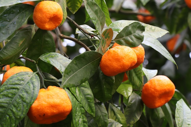 Нутрициолог рассказала, сколько можно съесть мандаринов без вреда для здоровья