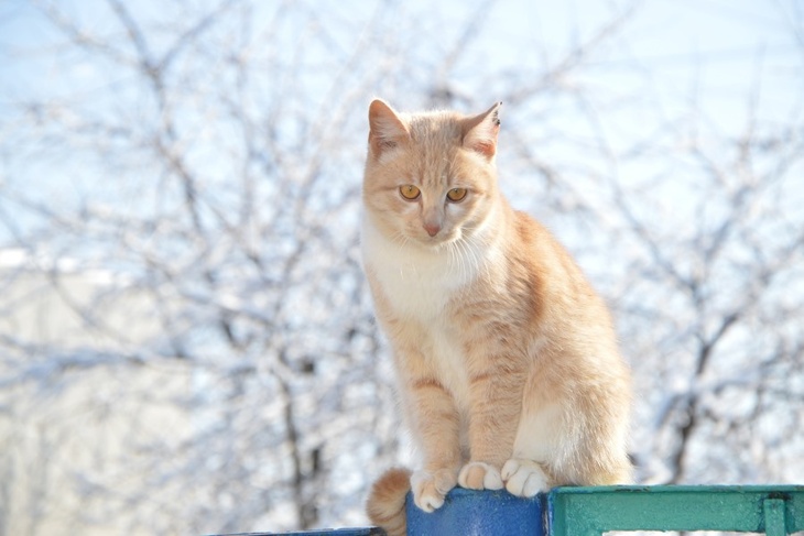 26 января: какой сегодня праздник, о чем говорят приметы, связанные с кошками, у кого именины