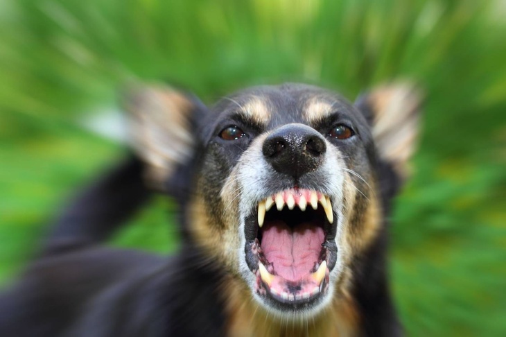 Наконец-то поставят на место: владельцев собак ждет суровая кара за нападение их питомцев на людей